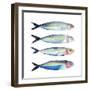 Sardine Team II-Annie Warren-Framed Art Print