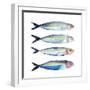 Sardine Team II-Annie Warren-Framed Art Print