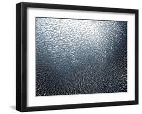 Sardines Firework-Henry Jager-Framed Giclee Print