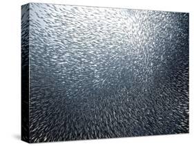 Sardines Firework-Henry Jager-Stretched Canvas