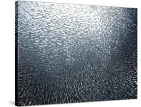 Sardines Firework-Henry Jager-Stretched Canvas