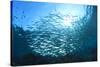 Sardines School in Ocean-Rich Carey-Stretched Canvas