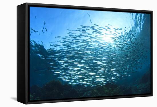 Sardines School in Ocean-Rich Carey-Framed Stretched Canvas