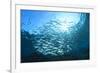 Sardines School in Ocean-Rich Carey-Framed Photographic Print