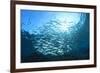Sardines School in Ocean-Rich Carey-Framed Photographic Print