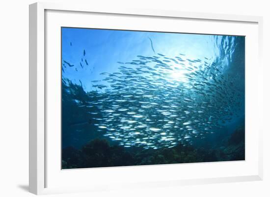 Sardines School in Ocean-Rich Carey-Framed Photographic Print