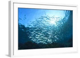 Sardines School in Ocean-Rich Carey-Framed Photographic Print