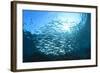 Sardines School in Ocean-Rich Carey-Framed Photographic Print