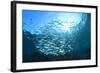 Sardines School in Ocean-Rich Carey-Framed Photographic Print