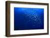 Sardines School in Ocean-Rich Carey-Framed Photographic Print