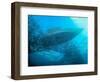 Sardines under the Boat-Henry Jager-Framed Photographic Print