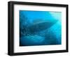 Sardines under the Boat-Henry Jager-Framed Photographic Print