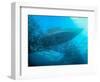 Sardines under the Boat-Henry Jager-Framed Photographic Print