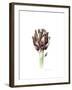 Sardinian Artichoke, 2016-Alison Cooper-Framed Giclee Print