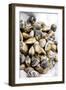 Sardinian Cockles-Veronique Leplat-Framed Photographic Print