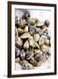 Sardinian Cockles-Veronique Leplat-Framed Photographic Print