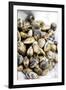 Sardinian Cockles-Veronique Leplat-Framed Photographic Print