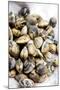 Sardinian Cockles-Veronique Leplat-Mounted Photographic Print