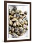 Sardinian Cockles-Veronique Leplat-Framed Photographic Print