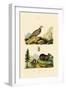 Sardinian Pika, 1833-39-null-Framed Giclee Print