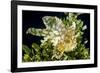 Sargassum fish (Histiro histiro) at the  sea surface with  floating sargassum weed.  Hawaii-David Fleetham-Framed Photographic Print