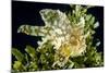 Sargassum fish (Histiro histiro) at the  sea surface with  floating sargassum weed.  Hawaii-David Fleetham-Mounted Photographic Print