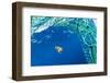 Sargassum fish (Histrio histrio) swimming with discarded fishing net, Dominica.-Franco Banfi-Framed Photographic Print