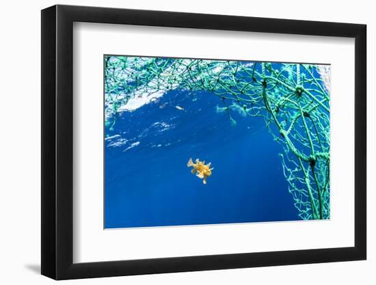 Sargassum fish (Histrio histrio) swimming with discarded fishing net, Dominica.-Franco Banfi-Framed Photographic Print