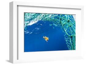 Sargassum fish (Histrio histrio) swimming with discarded fishing net, Dominica.-Franco Banfi-Framed Photographic Print