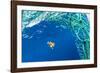 Sargassum fish (Histrio histrio) swimming with discarded fishing net, Dominica.-Franco Banfi-Framed Photographic Print