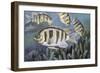 Sargeant Major (Abudefduf Saxatilis), Pomacentridae-null-Framed Giclee Print