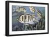 Sargeant Major (Abudefduf Saxatilis), Pomacentridae-null-Framed Giclee Print