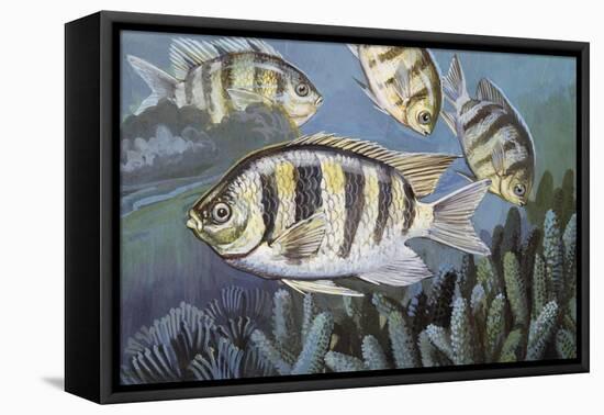 Sargeant Major (Abudefduf Saxatilis), Pomacentridae-null-Framed Stretched Canvas