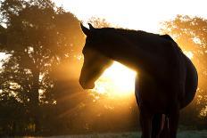 Black And White Image Of An Arabian Horse In For At Sunrise, Silhouetted Against Sun-Sari ONeal-Art Print