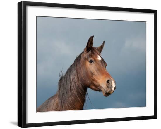 Premium Photographic Print, , large
