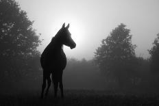 Black And White Image Of An Arabian Horse In For At Sunrise, Silhouetted Against Sun-Sari ONeal-Art Print