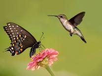 Dreamy Image Of A Tiny Female Hummingbird Feeding On A Pink Zinnia-Sari ONeal-Photographic Print