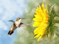 Two Ruby-Throated Hummingbirds, A Male And Female, Flying With A Blue Sky Background-Sari ONeal-Photographic Print