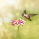 Dreamy Image Of A Tiny Female Hummingbird Feeding On A Pink Zinnia-Sari ONeal-Photographic Print