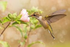 Ruby-Throated Hummingbird Hovering Next To A Bright Yellow Sunflower-Sari ONeal-Photographic Print