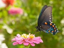 Red-Spotted Purple Admiral On Yellow Coreopsis Flower-Sari ONeal-Photographic Print