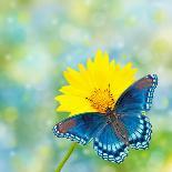 Black Swallowtail Butterfly Feeding On Pink Flower With A Hummingbird Hovering Next To It-Sari ONeal-Photographic Print