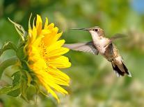 Black Swallowtail Butterfly Feeding On Pink Flower With A Hummingbird Hovering Next To It-Sari ONeal-Photographic Print