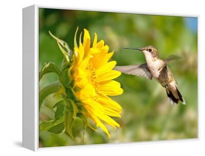 Flowers bloom,Birds tweet,Wind blows&Mo… Cape Sugarbird in flight - cold and windy day Kirstenbosch