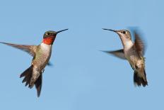 Two Ruby-Throated Hummingbirds, A Male And Female, Flying With A Blue Sky Background-Sari ONeal-Photographic Print