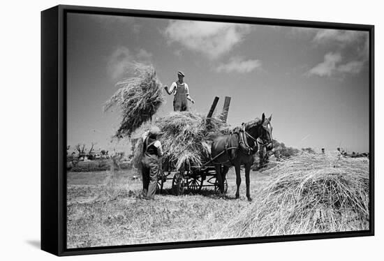 Sark, Channel Islands July 1947-Staff-Framed Stretched Canvas