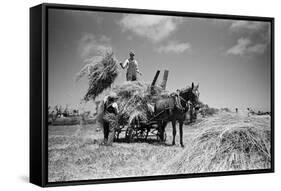 Sark, Channel Islands July 1947-Staff-Framed Stretched Canvas