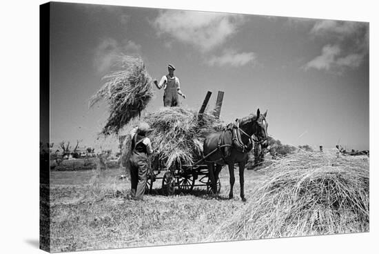 Sark, Channel Islands July 1947-Staff-Stretched Canvas