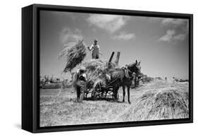 Sark, Channel Islands July 1947-Staff-Framed Stretched Canvas