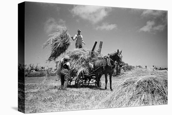 Sark, Channel Islands July 1947-Staff-Stretched Canvas
